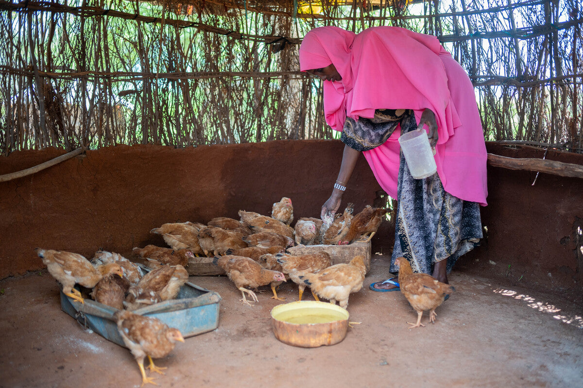A person wearing a bright pink headscarf and patterned dress feeds a group of brown chickens inside a rustic shelter with a dirt floor and woven walls.