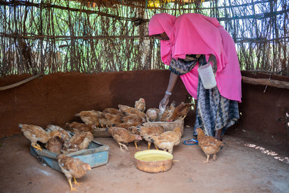 A person wearing a bright pink headscarf and patterned dress feeds a group of brown chickens inside a rustic shelter with a dirt floor and woven walls.