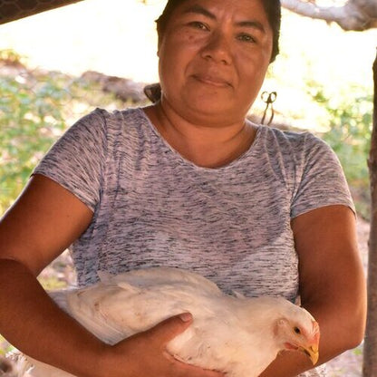 Chirpy chickens for schools