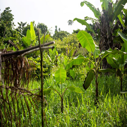 Forest school for schools