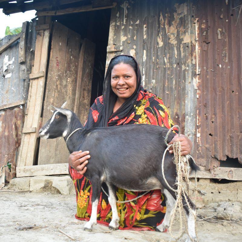 The goat that gives for schools