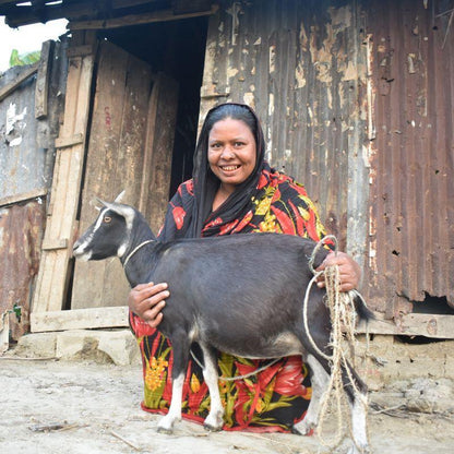 The goat that gives for schools