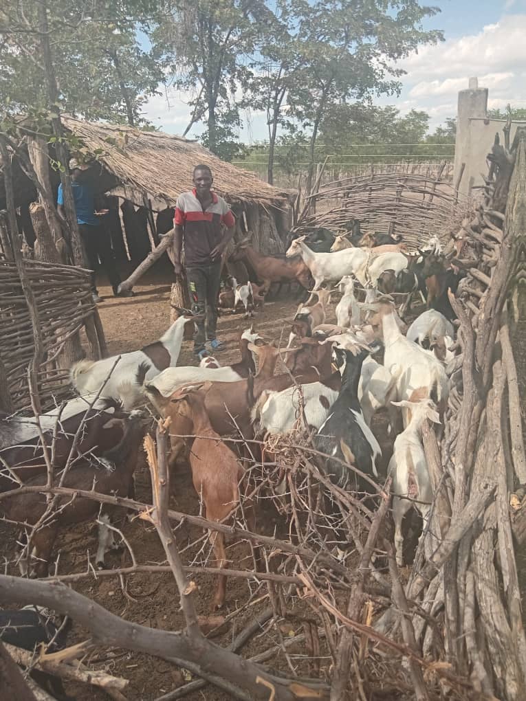 A man standing amongst a herd of goats in a wooden livestock pen, with a thatched shelter and trees in the background
