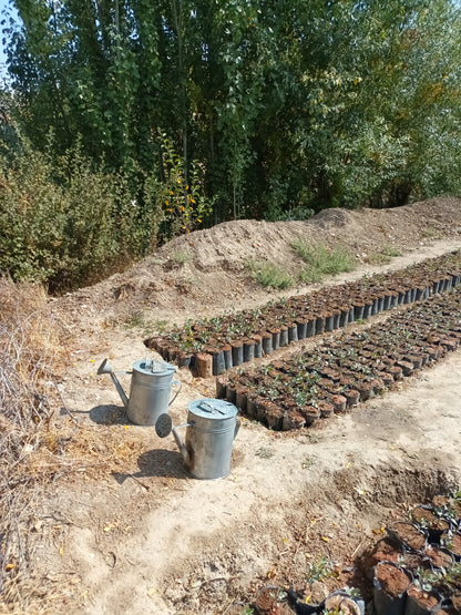 Two grey metal watering cans placed on a sandy, earthen slope next to a raised bed of dark stones, with trees visible on the left.