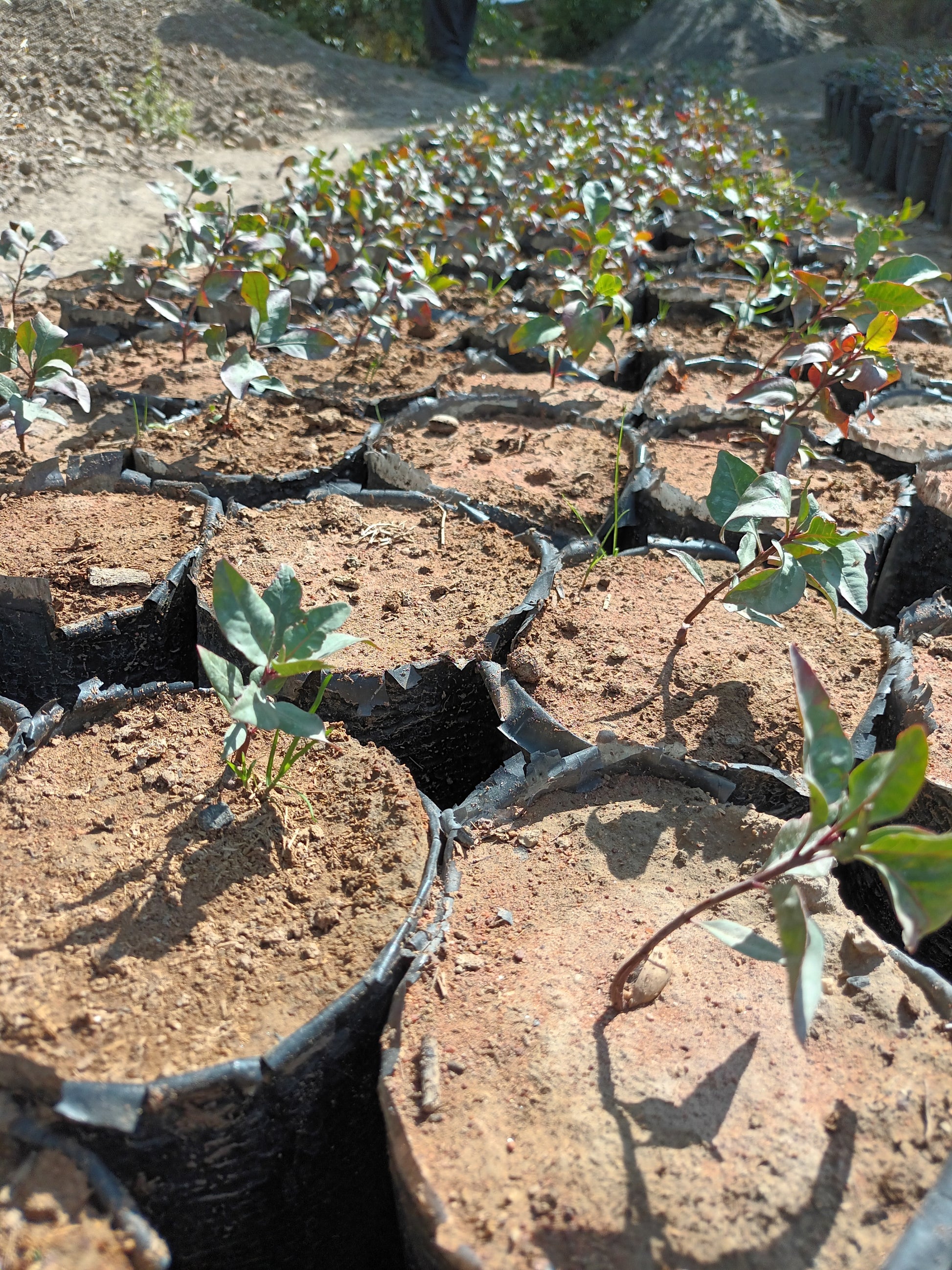 A close-up view of stacked biodegradable black mesh bags filled with soil and small green seedlings, photographed outdoors in natural sunlight.