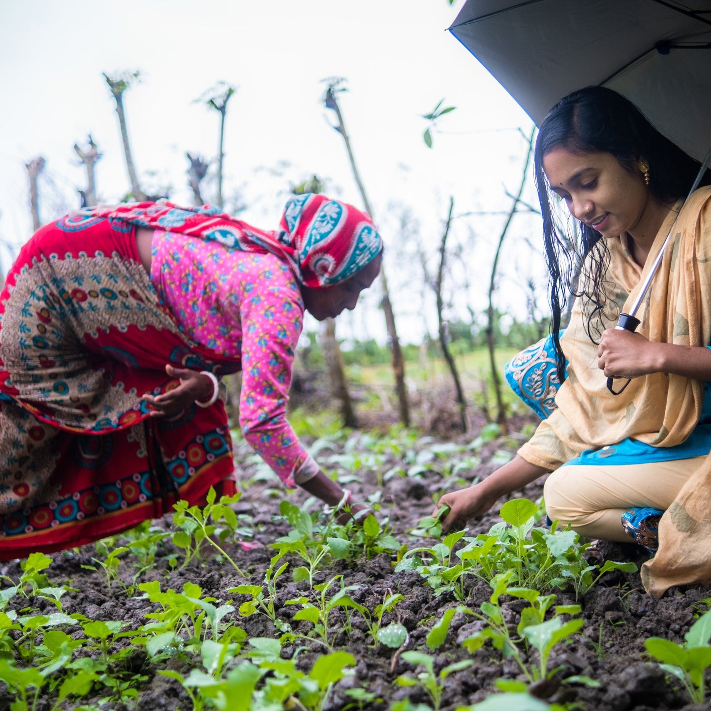 Vegetable garden