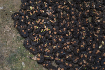 A close-up pile of dark, dried seed pods or nuts with small light tan and green sprouts emerging from some pieces, resting on a rough concrete or stone surface.